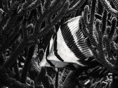 We are a beautiful couple, Cozumel