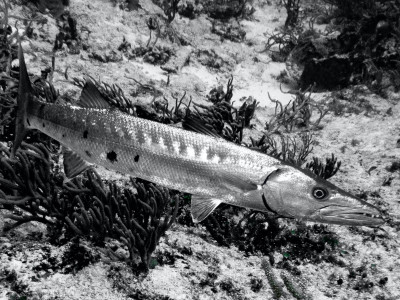Silver predator, Cozumel