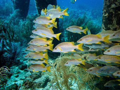Under the pier, Bonaire