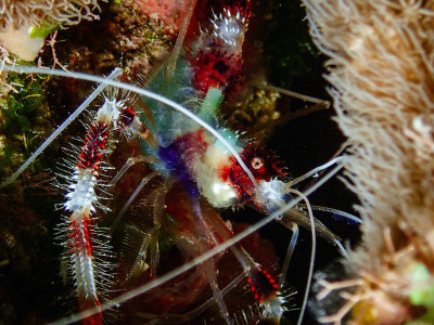 Banded shrimp, Bonaire