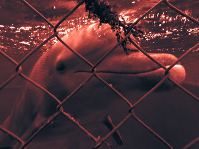 Trapped dolphin in a waterpark, Cozumel