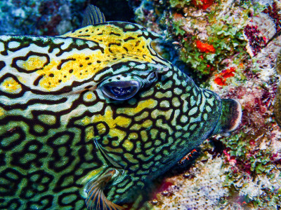 I am colorful, Bonaire