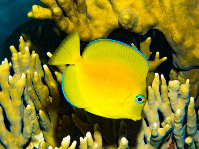 Blue eyed juvenile, Bonaire