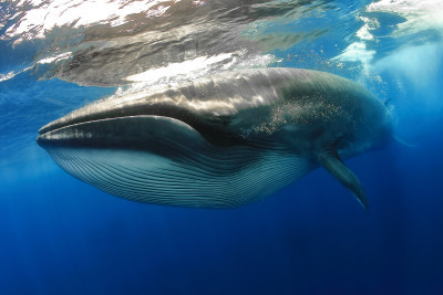 Bryde Whale