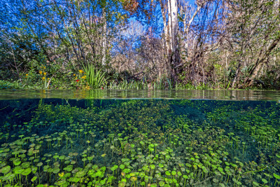 Under and above water forests