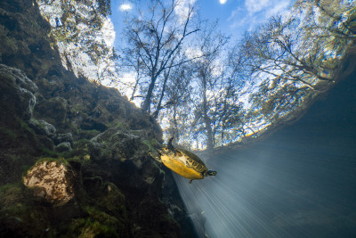 Turtle in the spring
