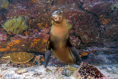 A portrait of a playful sea lion
