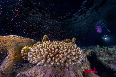 Chasing coral spawning