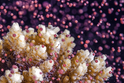 Underwater Colorful Snowstorm