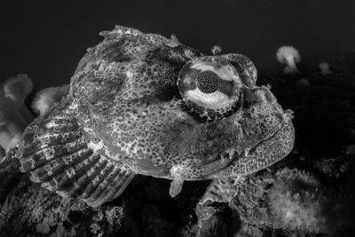 Fisheye in the eye fish