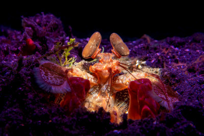 Mantis shrimp