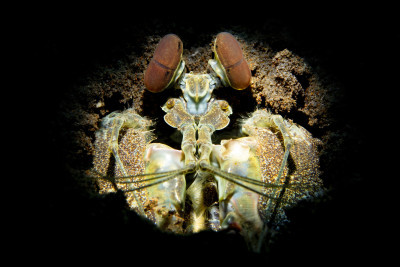 Mantis shrimp
