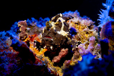 Frogfish