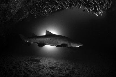 Backlit shark