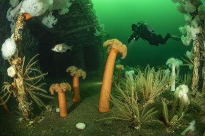 Canadian wreck and diver