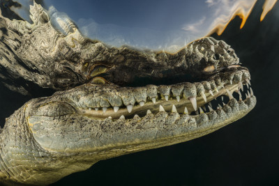 Crocodile portrait