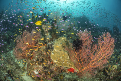Reef of Papua New Guinea