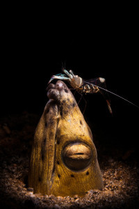 Snake eel with shrimp