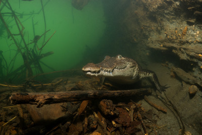 Krokodýl moreletův