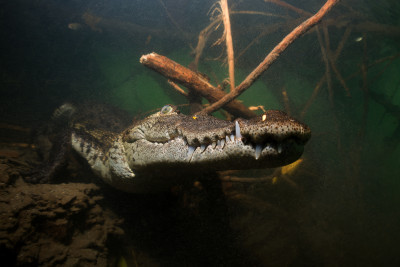 Moreleták osmičkou