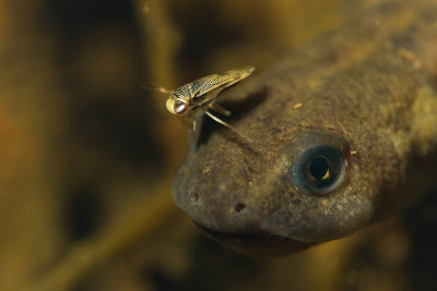 Čolek s klešťankou