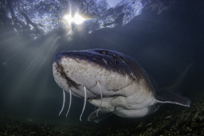 Giant Sturgeon Fish