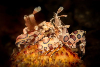 Kreveta harlekýn (Hymenocera picta)