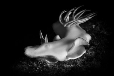 Bílá paní Ardeadoris egretta