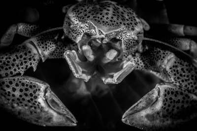 "Porcelánový" klepeťák