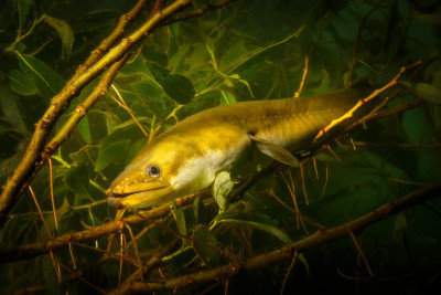 kdyby rostly ryby na stromě, . . .