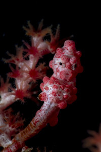 Tiny pigmy seahorse