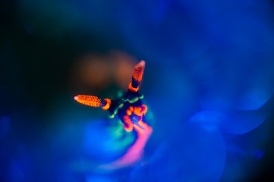 Blurred nudibranches - no photoshop
