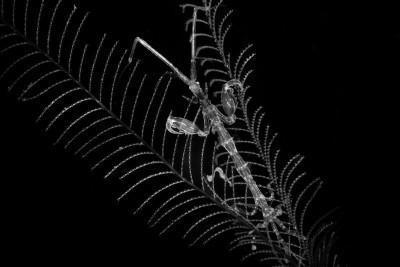Skeleton shrimp