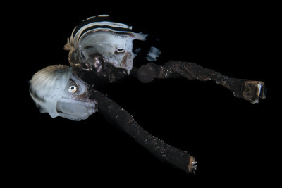 Paper Nautilus female mirrored