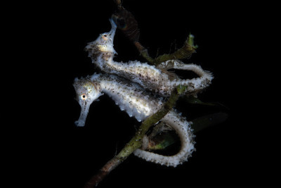Mirrored seahorse
