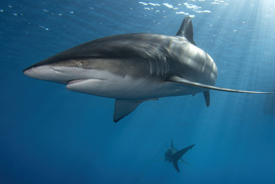 Silky shark