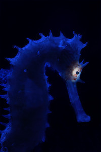 Blue seahorse