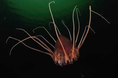 Helmet jellyfish