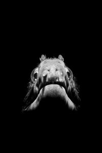 Guardian of the Dark