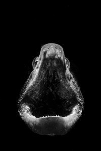 The scream of the Sea