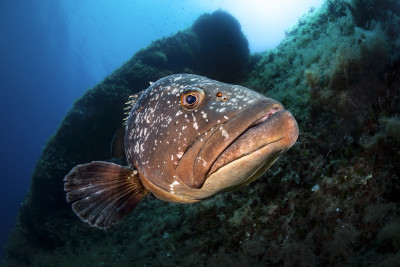 Guardian of the reef