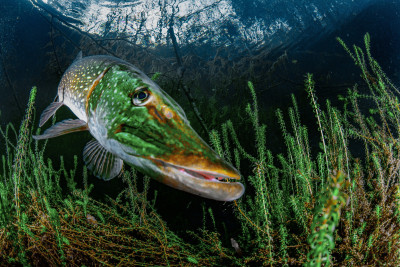 Lord of the Seaweed Forest