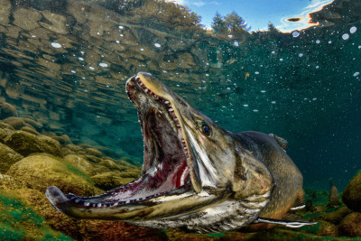 The throat of the attack