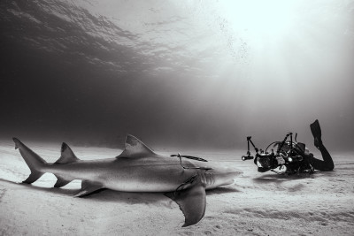 Face to face with a shark