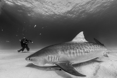 Photo session with a tiger