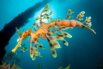 Sea dragon with eggs