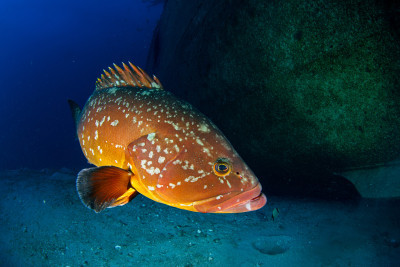 Grouper's Stare