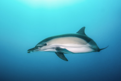 Dolphin with fish