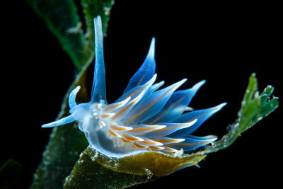 Nudibranch