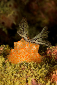 nudibranch